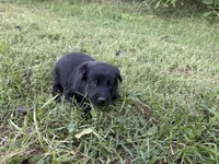 Indiana Jones (black), a male Belgian Malinois for sale in Peebles, OH – 7 of 7