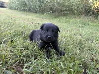 Indiana Jones (black), a male Belgian Malinois for sale in Peebles, OH – 4 of 7