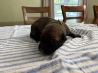 James Bond (light green), a male Belgian Malinois for sale in Peebles, OH – 2 of 2