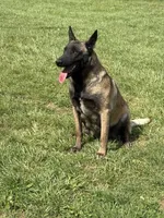 Belle, a female Belgian Malinois for sale in Cincinnati, OH – 4 of 4
