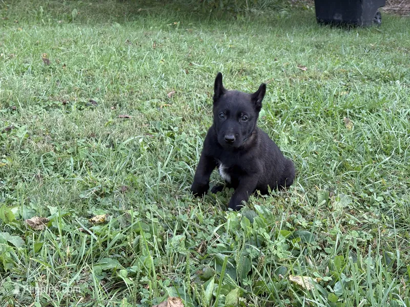 Clark Kent (dark blue) – Belgian Malinois puppy for sale in Peebles, OH