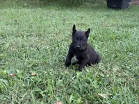 Clark Kent (dark blue), a male Belgian Malinois for sale in Peebles, OH – 1 of 8