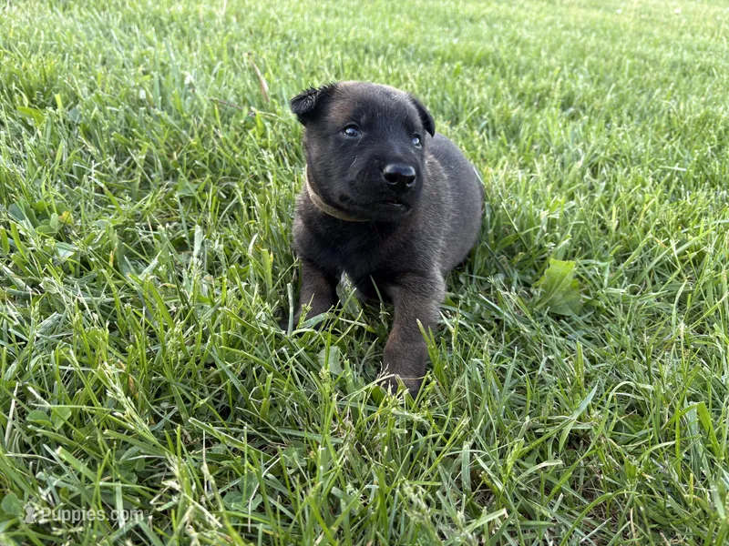 Columbus, a male Belgian Malinois for sale in Cincinnati, OH – Photo 1 of 2