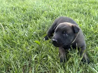 Columbus, a male Belgian Malinois for sale in Cincinnati, OH – Photo 2 of 2