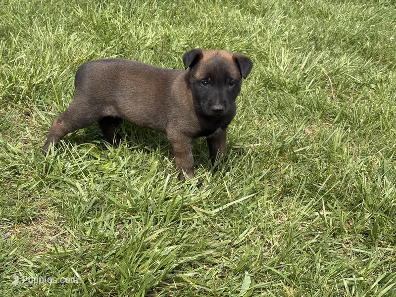 Columbus – Belgian Malinois puppy for sale in Cincinnati, OH