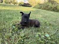 Peter Parker (light blue), a male Belgian Malinois for sale in Peebles, OH – 3 of 7