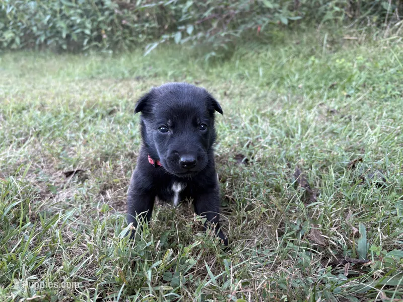 Holly Golightly (Dark pink) – Belgian Malinois puppy for sale in Peebles, OH