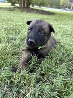 James Bond (light green), a male Belgian Malinois for sale in Peebles, OH – 2 of 9