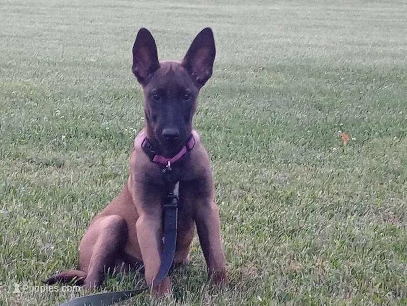 Cheyenne – Belgian Malinois puppy for sale in Cincinnati, OH
