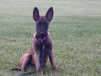 Cheyenne, a female Belgian Malinois for sale in Cincinnati, OH – 1 of 10