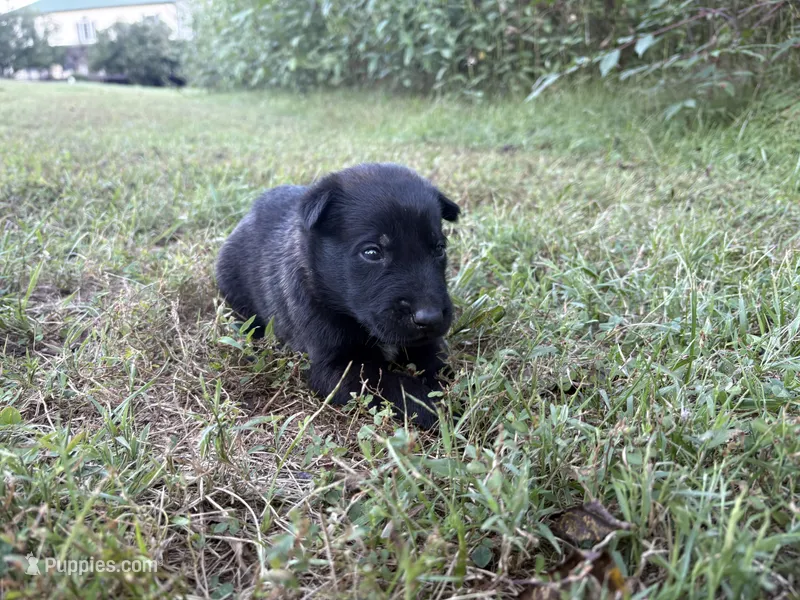 Clark Kent (dark blue) – Belgian Malinois puppy for sale in Peebles, OH
