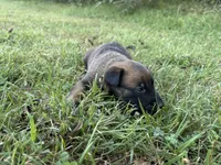 Katniss Everdeen (yellow), a female Belgian Malinois for sale in Peebles, OH – 2 of 9