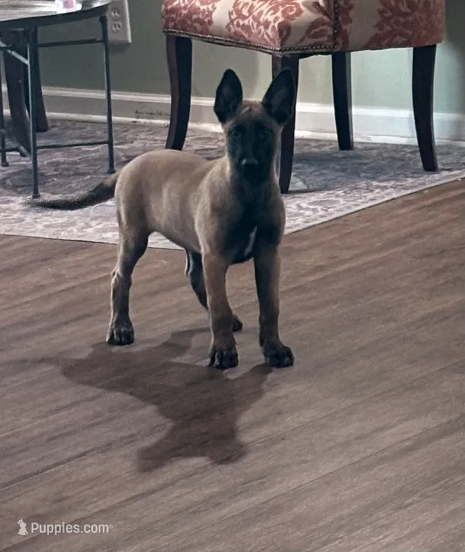 Cheyenne – Belgian Malinois puppy for sale in Cincinnati, OH
