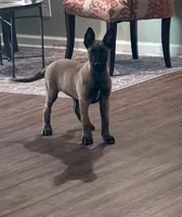 Cheyenne, a female Belgian Malinois for sale in Cincinnati, OH – 1 of 10