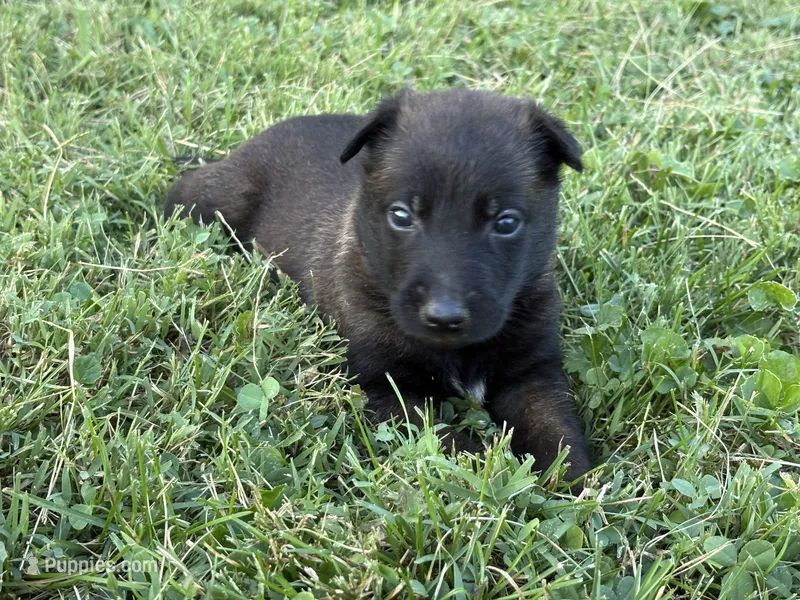 Harry Potter (red) – Belgian Malinois puppy for sale in Peebles, OH