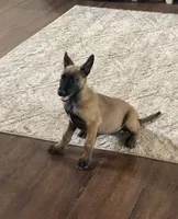 Cheyenne, a female Belgian Malinois for sale in Cincinnati, OH – 3 of 10