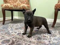 Pittsburgh, a male Belgian Malinois for sale in Cincinnati, OH – Photo 3 of 7