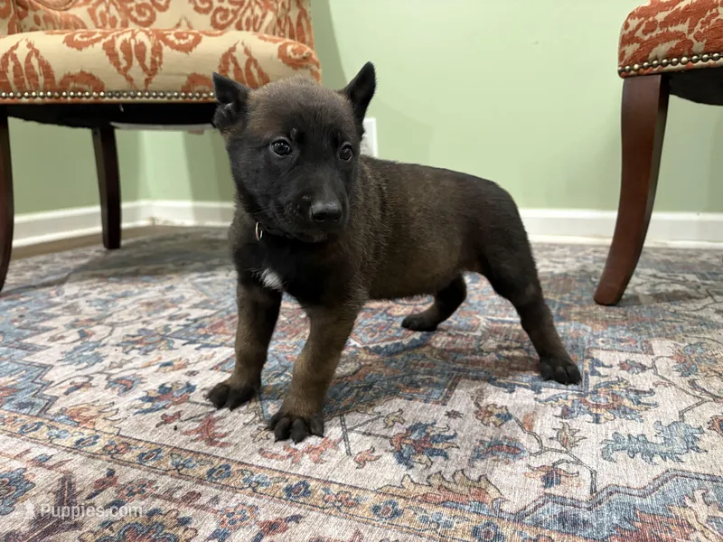 Pittsburgh – Belgian Malinois puppy for sale in Cincinnati, OH