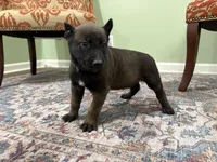 Pittsburgh, a male Belgian Malinois for sale in Cincinnati, OH – Photo 1 of 7