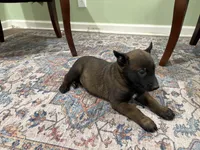 Pittsburgh, a male Belgian Malinois for sale in Cincinnati, OH – Photo 4 of 7