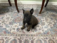 Pittsburgh, a male Belgian Malinois for sale in Cincinnati, OH – Photo 5 of 7