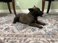 Pittsburgh, a male Belgian Malinois for sale in Cincinnati, OH – Photo 2 of 7