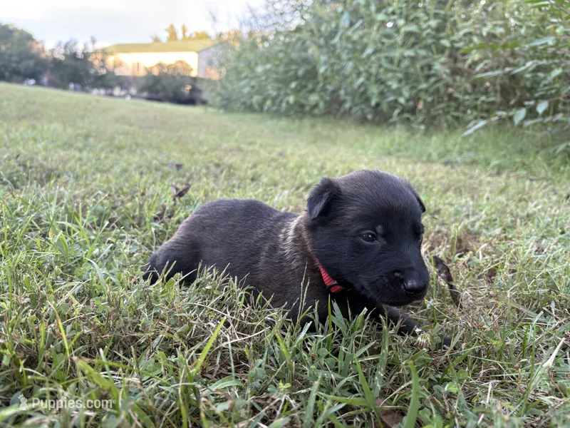 Harry Potter (red) – Belgian Malinois puppy for sale in Peebles, OH