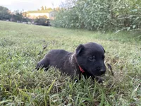 Harry Potter (red), a male Belgian Malinois for sale in Peebles, OH – 1 of 10