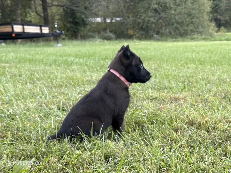 Holly Golightly (Dark pink) – Belgian Malinois puppy for sale in Peebles, OH