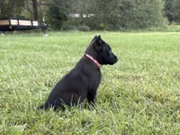Holly Golightly (Dark pink), a female Belgian Malinois for sale in Peebles, OH – 1 of 4