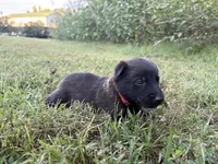 Harry Potter (red), a male Belgian Malinois for sale in Peebles, OH – 6 of 10