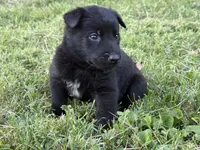 Indiana Jones (black), a male Belgian Malinois for sale in Peebles, OH – 2 of 7
