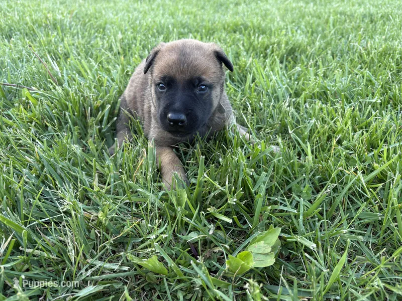 Orlando, a male Belgian Malinois for sale in Cincinnati, OH – Photo 1 of 3