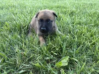 Orlando, a male Belgian Malinois for sale in Cincinnati, OH – Photo 1 of 3