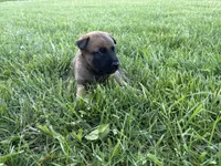 Orlando, a male Belgian Malinois for sale in Cincinnati, OH – Photo 2 of 3
