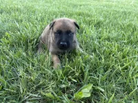 Orlando, a male Belgian Malinois for sale in Cincinnati, OH – Photo 3 of 3