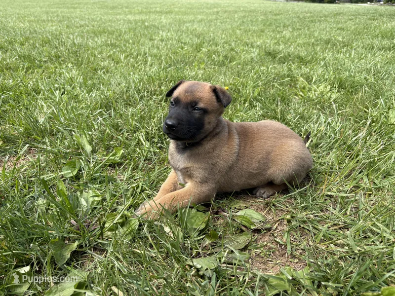 Orlando – Belgian Malinois puppy for sale in Cincinnati, OH