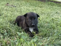 Princess Leia (Purple), a female Belgian Malinois for sale in Peebles, OH – 7 of 7