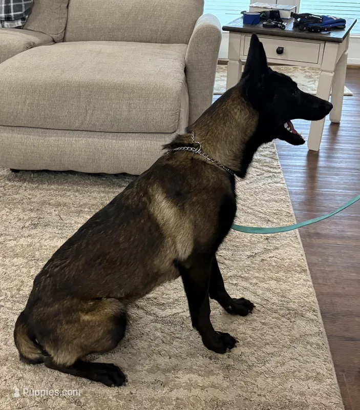 Elvis – Belgian Malinois puppy for sale in Cincinnati, OH