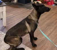 Elvis, a male Belgian Malinois for sale in Cincinnati, OH – Photo 2 of 6