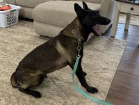 Elvis, a male Belgian Malinois for sale in Cincinnati, OH – Photo 6 of 6