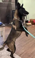Elvis, a male Belgian Malinois for sale in Cincinnati, OH – Photo 3 of 6