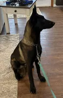 Elvis, a male Belgian Malinois for sale in Cincinnati, OH – Photo 5 of 6
