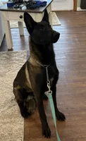 Elvis, a male Belgian Malinois for sale in Cincinnati, OH – Photo 4 of 6