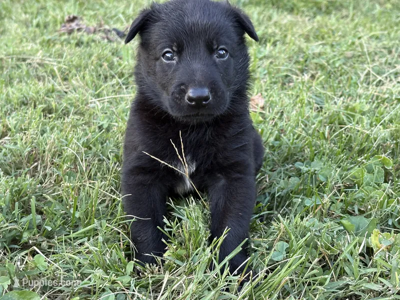 Indiana Jones (black) – Belgian Malinois puppy for sale in Peebles, OH