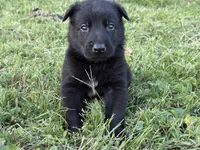 Indiana Jones (black), a male Belgian Malinois for sale in Peebles, OH – 1 of 7