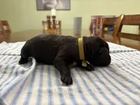 Harry Potter (yellow), a male Belgian Malinois for sale in Peebles, OH – 3 of 3