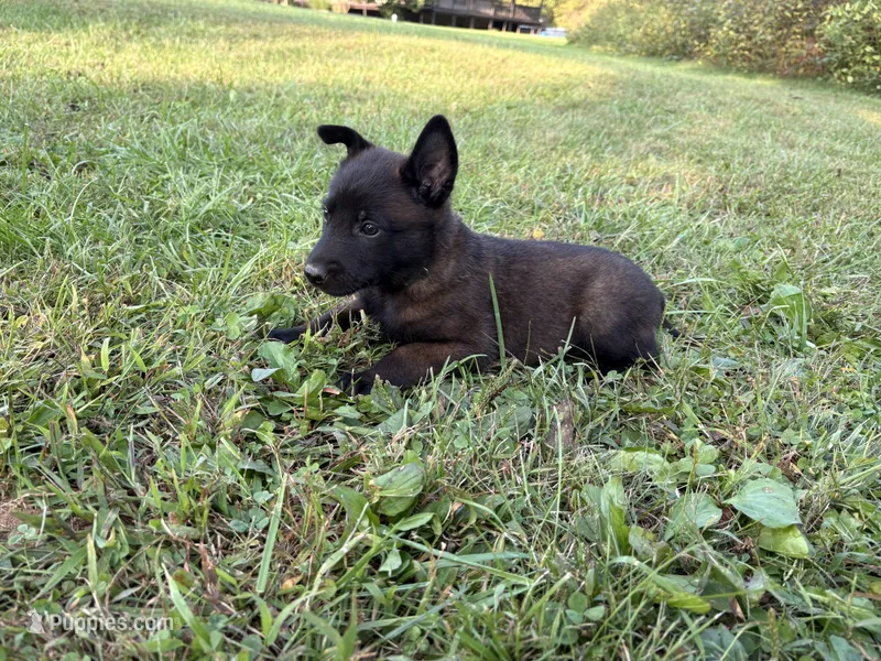 Peter Parker (light blue) – Belgian Malinois puppy for sale in Peebles, OH
