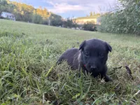 Harry Potter (red), a male Belgian Malinois for sale in Peebles, OH – 4 of 10