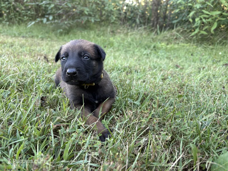 Katniss Everdeen (yellow) – Belgian Malinois puppy for sale in Peebles, OH